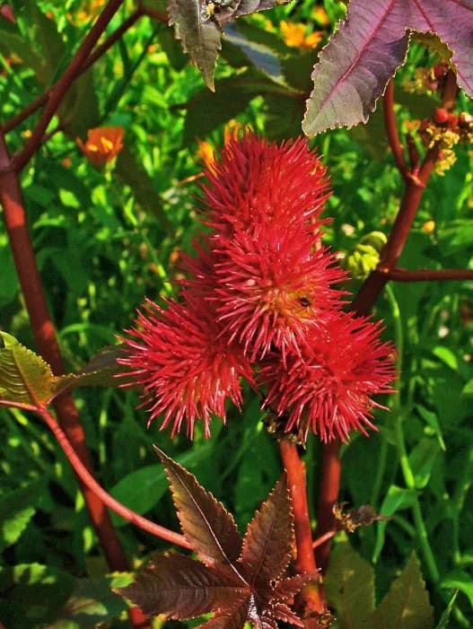 Castor Bean Plants (Source of Ricin)